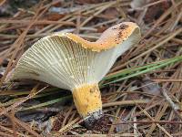 Lactifluus hygrophoroides image