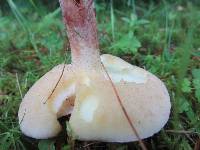 Suillus placidus image