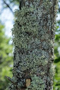 Ramalina americana image