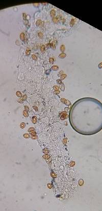 Bolbitius lacteus image