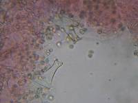 Pluteus hongoi image