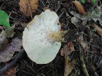 Polyporus radicatus image