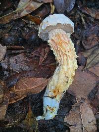 Austroboletus subflavidus image