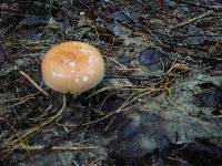 Russula flavisiccans image