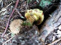 Pseudoboletus parasiticus image