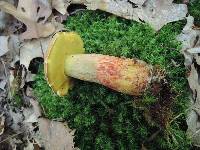 Boletus miniatopallescens image