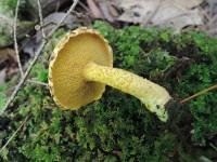 Suillus americanus image