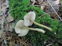 Entoloma formosum image