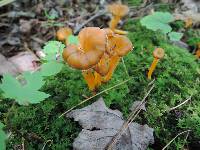 Craterellus lutescens image