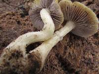 Stropharia semiglobata image