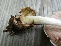 Volvariella bombycina image