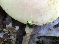 Boletus pallidoroseus image