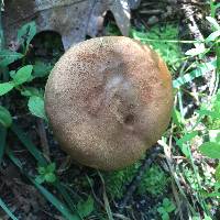 Boletus tenax image