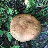 Boletus tenax image