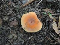 Lactarius hygrophoroides image