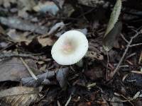 Russula versicolor image