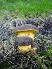 Boletus pruinatus image