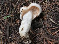 Hygrophorus pudorinus image