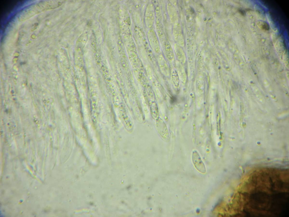 Discostroma tostum image