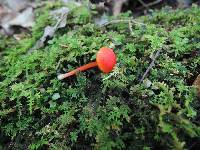 Hygrocybe mucronella image