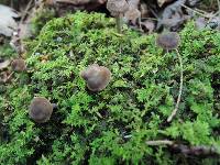 Entoloma caeruleogriseum image