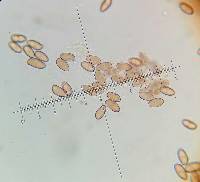 Tylopilus sordidus image