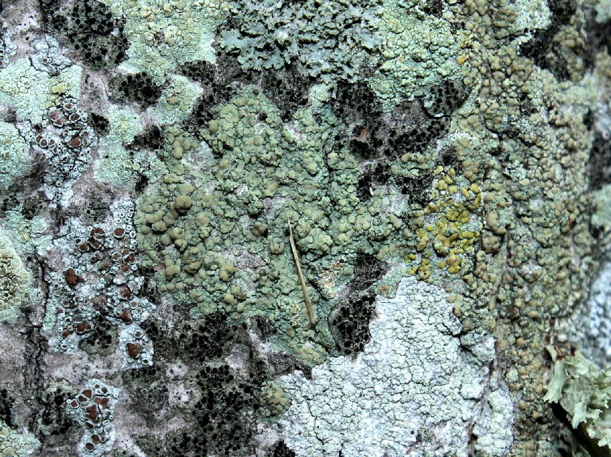 Lecanora symmicta image