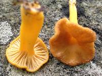 Cantharellus ignicolor image