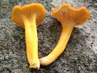 Cantharellus ignicolor image