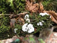 Ceratiomyxa fruticulosa var. fruticulosa image