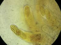 Pleospora herbarum image