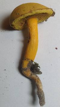 Aureoboletus auriflammeus image
