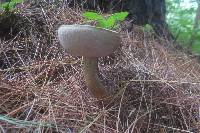 Tylopilus felleus image