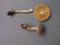 Amanita cinereoconia image