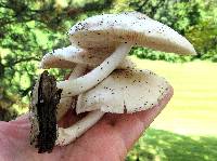 Pluteus petasatus image