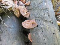 Auricularia americana image