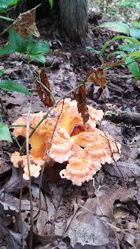 Laetiporus cincinnatus image