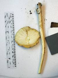 Amanita sect. Vaginatae image