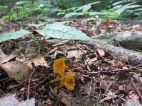 Cantharellus minor image