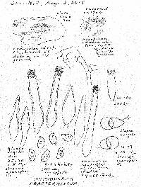 Peniophorella praetermissa image