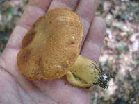 Boletus roxanae image