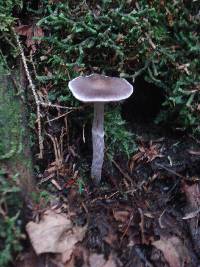 Cortinarius evernius image