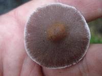 Cortinarius evernius image