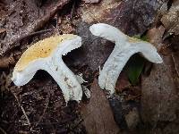 Russula ballouii image