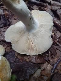 Russula ballouii image