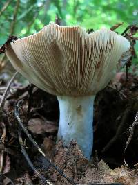 Lactarius volemus image