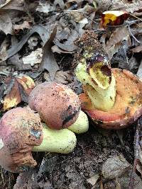 Boletus subluridellus image