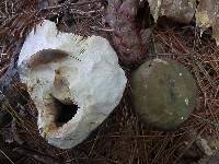 Russula heterophylla image