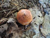 Tricholoma vaccinum image