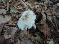 Amanita murrilliana image